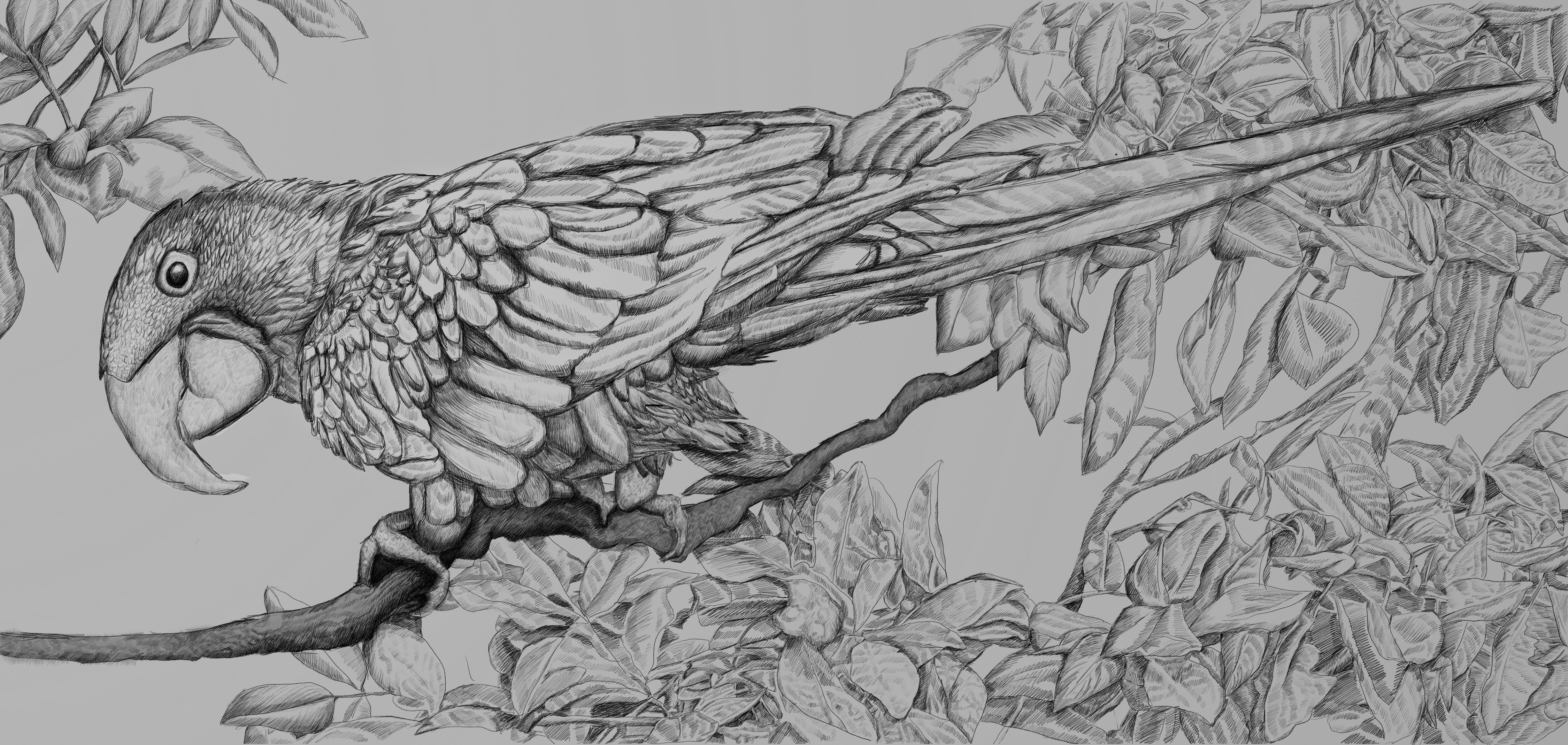 Hyacinth Macaw — artwork 6