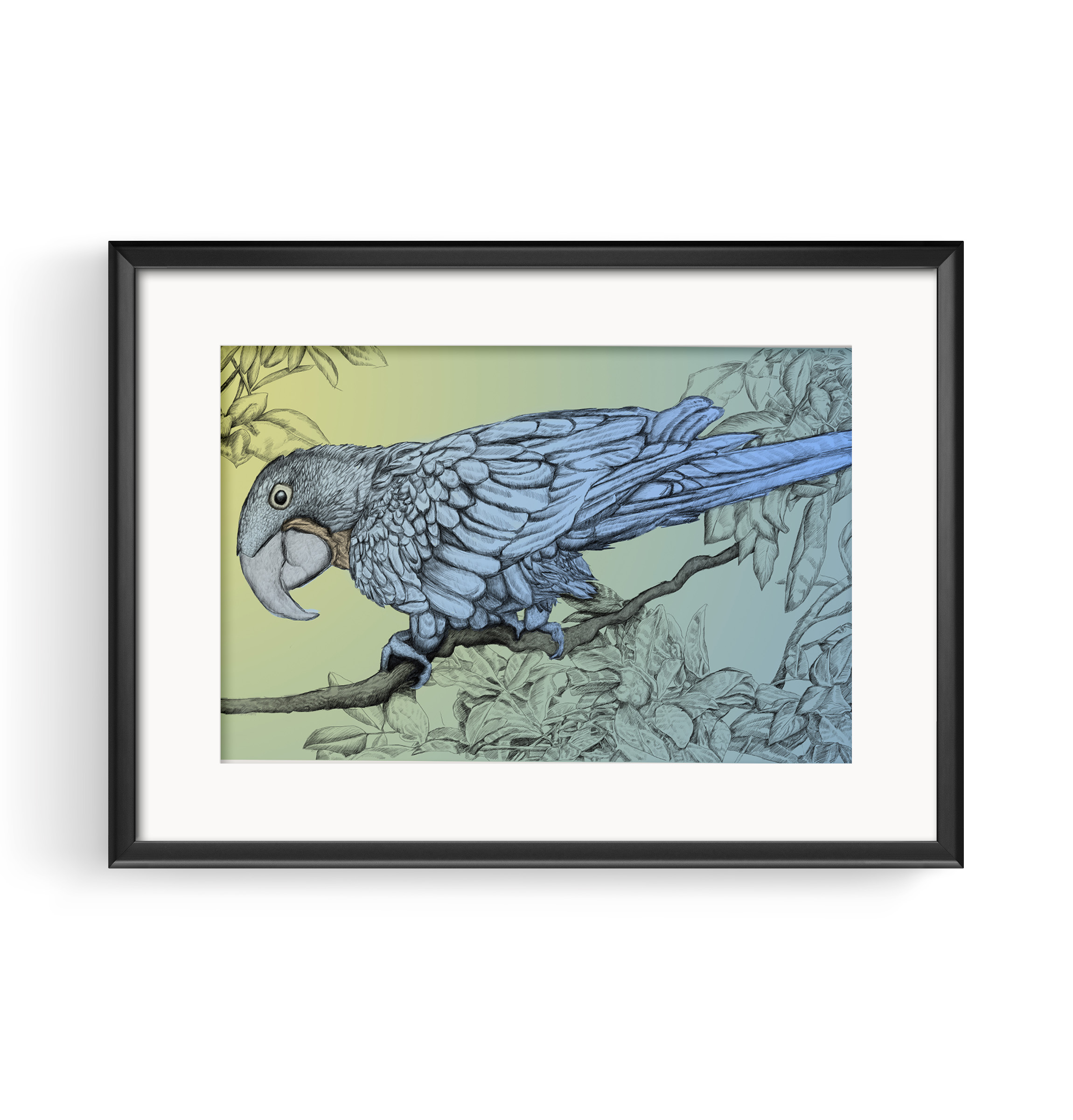 Hyacinth Macaw — artwork 15