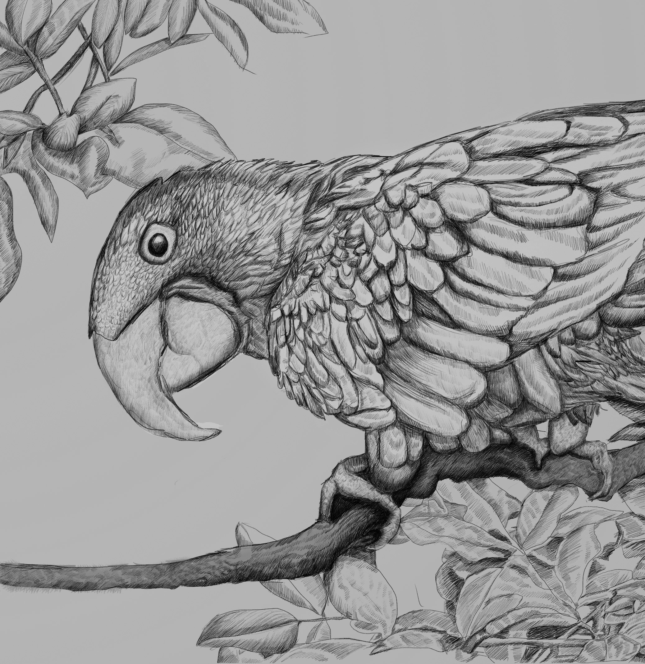 Hyacinth Macaw — artwork 7
