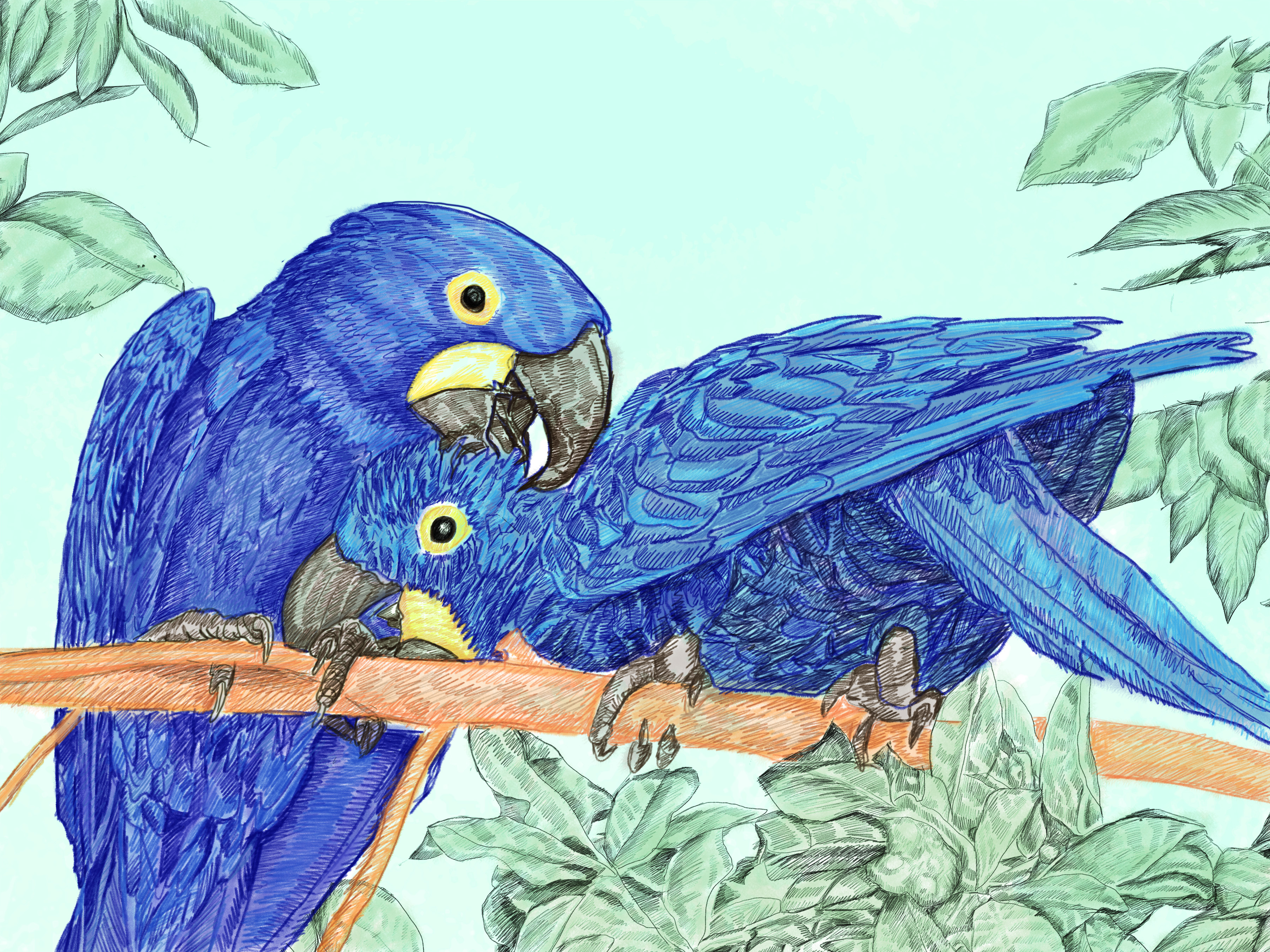 Hyacinth Macaw — artwork 9