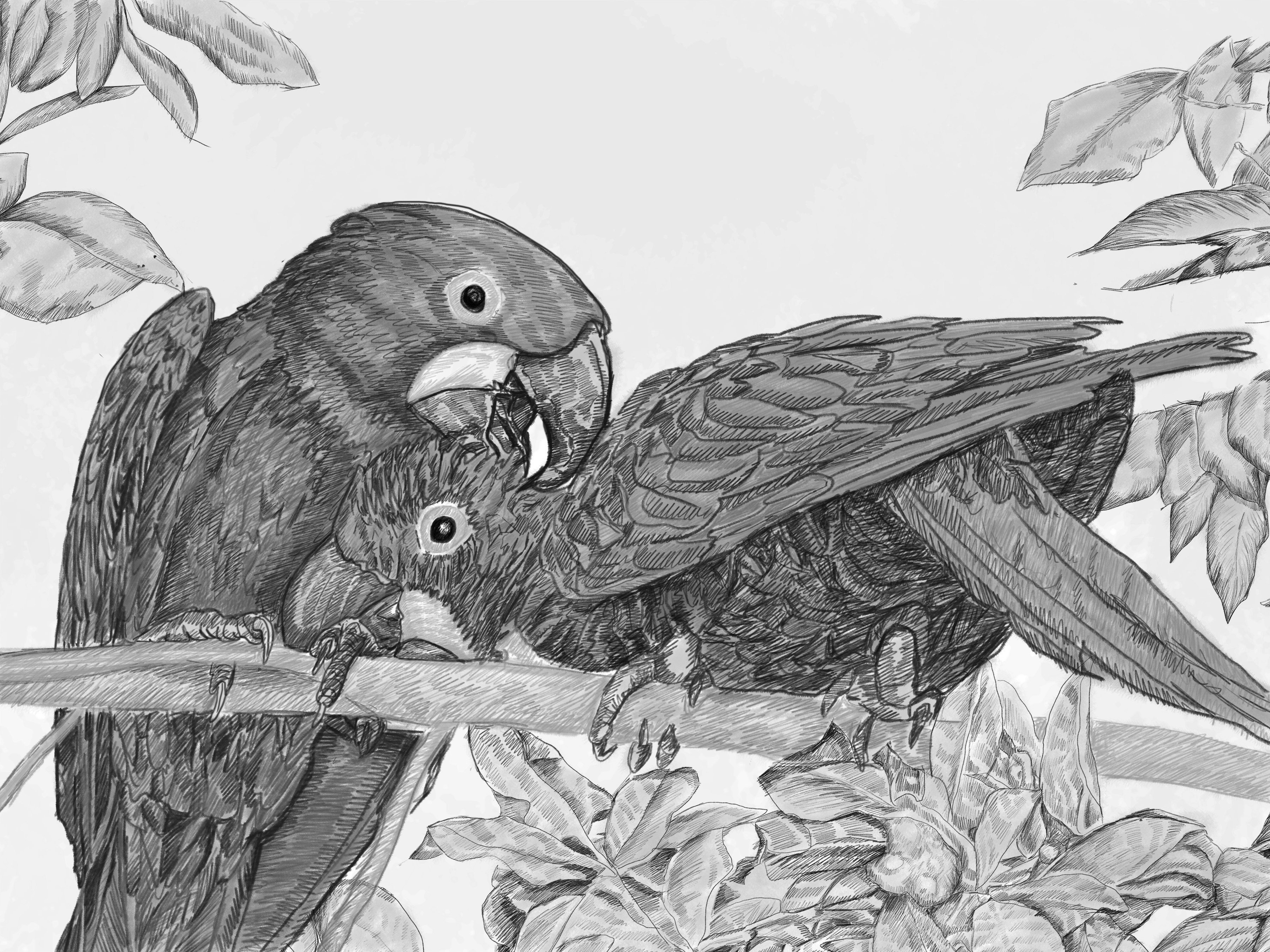 Hyacinth Macaw — artwork 8