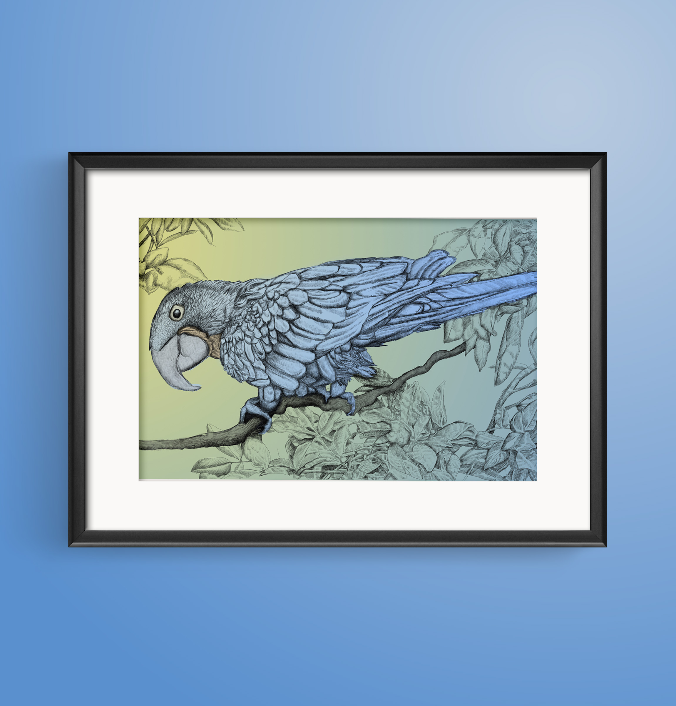 Hyacinth Macaw — artwork 13